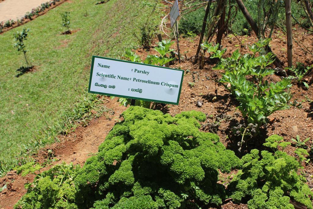 Serene Villa Nuwara Eliya Exterior foto